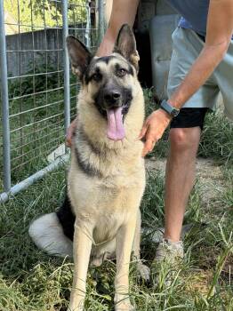 Remington -  German Shepherd Dog Dog for Adoption in Blue Springs, Missouri - Remington | PetCurious
