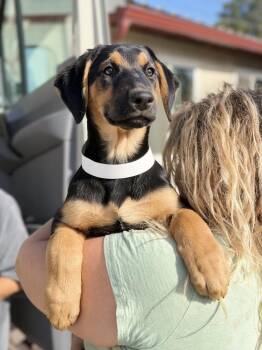 German Shepherd Dog and Labrador Retriever Dogs Available for Adoption in Pleasant Hill, California - Hilde | PetCurious