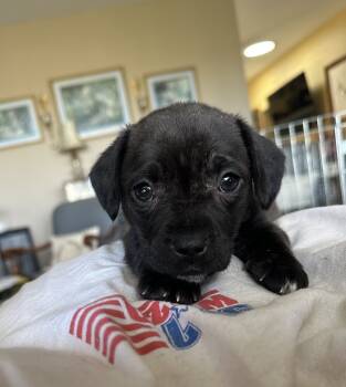 Rescue Labrador Retriever Dogs for Adoption in Washington, District Of Columbia - Babe Pinky | PetCurious