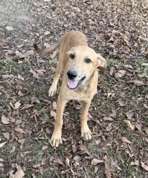 Eugenia -  Black Mouth Cur Dog for Adoption in Holly Springs, Mississippi - Eugenia | PetCurious
