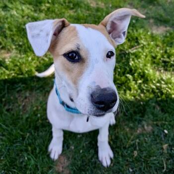 Lillian -  Mixed Breed Dog for Adoption in Pelham, New Hampshire - Lillian | PetCurious