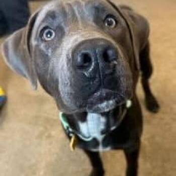Gungho -  Pit Bull Terrier and Mixed Breed Dog for Adoption - Gungho | PetCurious