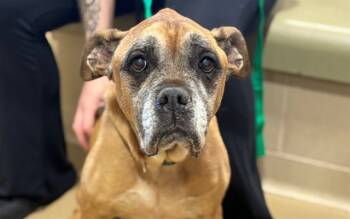 Rescue Boxer and Mixed Breed Dogs for Adoption in Raleigh, North Carolina - REBA | PetCurious