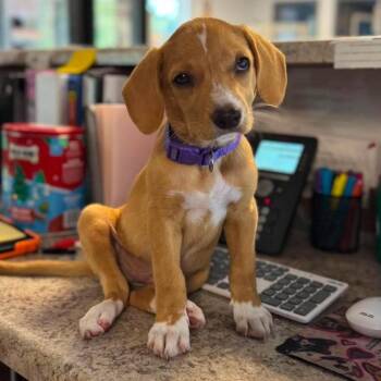 Nova -  Mixed Breed Dog for Adoption in Edwardsville, Illinois - Nova | PetCurious