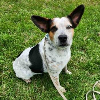 Rescue Cattle Dog and Mixed Breed Dogs for Adoption in Wadena, Minnesota - Edith (Little) | PetCurious