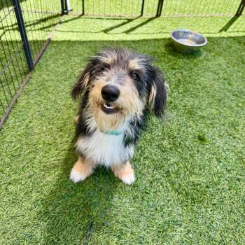 Bernadette -  Terrier Dog for Adoption in Agoura Hills, California - Bernadette | PetCurious
