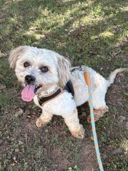 Louie -  Maltese Dog for Adoption in Holly Springs, North Carolina - Louie | PetCurious