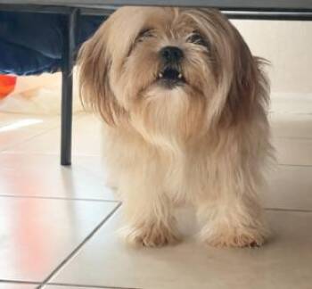 Teddy -  Shih Tzu Dog for Adoption in Tifton, Georgia - Teddy | PetCurious