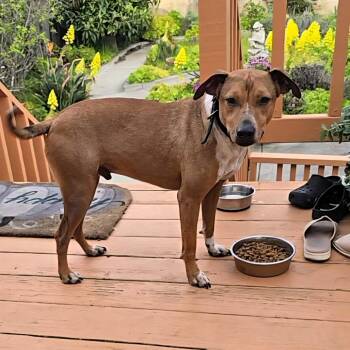 Hound Dogs Available for Adoption in Pacifica, California - Bobby | PetCurious