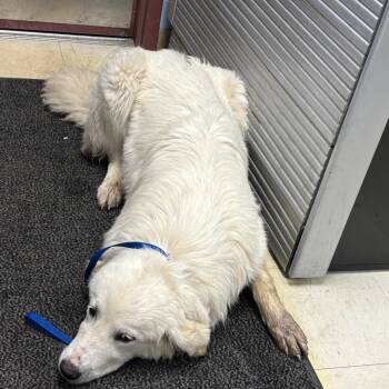 Great Pyrenees Dogs Available for Adoption in Saint Joseph, Missouri - Fast Ball | PetCurious