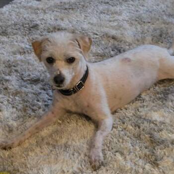 Yorkshire Terrier and Poodle Dogs Available for Adoption in Blue Springs, Missouri - Luna - YP | PetCurious