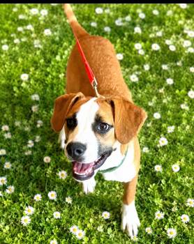 Sage -  Boxer and Labrador Retriever Dog for Adoption in Scottsdale, Arizona - Sage | PetCurious