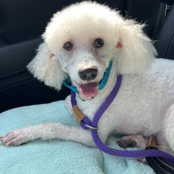 Finian -  Miniature Poodle Dog for Adoption in Bellaire, Texas - Finian | PetCurious