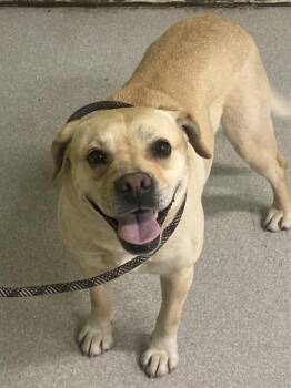 Labrador Retriever Dogs Available for Adoption - BELL | PetCurious