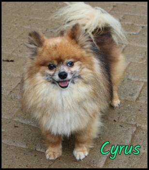 Cyrus -  Pomeranian Dog for Adoption in Shippenville, Pennsylvania - Cyrus | PetCurious