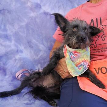 POGI -  Terrier and Mixed Breed Dog for Adoption in Richmond, California - POGI | PetCurious