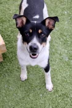 Piper -  Australian Cattle Dog Blue Heeler Dog for Adoption in Newport, Kentucky - Piper | PetCurious