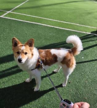 Mixed Breed Dogs Available for Adoption - Kiko | PetCurious