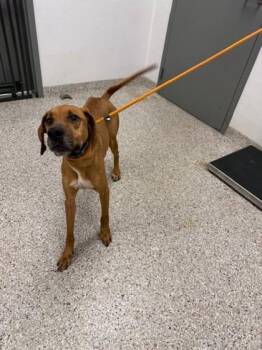 Redbone Coonhound and Mixed Breed Dogs Available for Adoption - Pumpkin | PetCurious