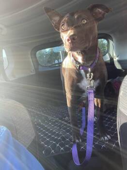 Ginger -  Mixed Breed Dog for Adoption - Ginger | PetCurious