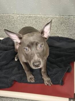 Mixed Breed Dogs Available for Adoption in West Chester, Pennsylvania - Abba | PetCurious