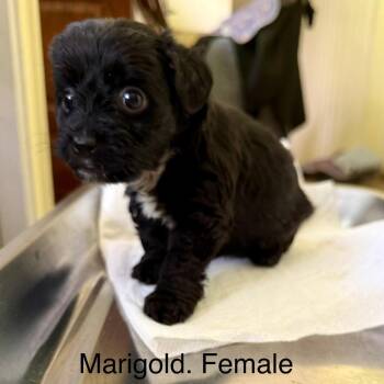 Marigold 22501 -  Dachshund and Mixed Breed Dog for Adoption in Cumming, Georgia - Marigold 22501 | PetCurious