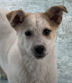 Rescue Australian Shepherd and Great Pyrenees Dogs for Adoption in St. Peters, Missouri - Peach | PetCurious