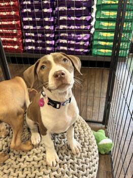 Terrier Dogs Available for Adoption in Southaven, Mississippi - TARA | PetCurious