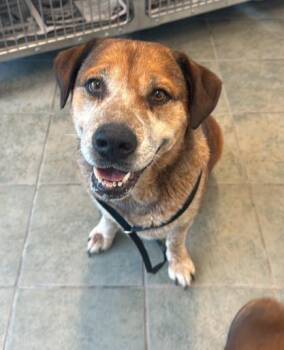 MAUI -  Labrador Retriever Dog for Adoption in San Antonio, Texas - MAUI | PetCurious