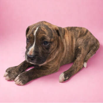 Rescue Mixed Breed Dogs for Adoption in Chattanooga, Tennessee - Jemma | PetCurious