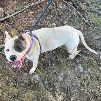 Rescue American Staffordshire Terrier Dogs for Adoption in Raleigh, North Carolina - Cozy Cotton | PetCurious