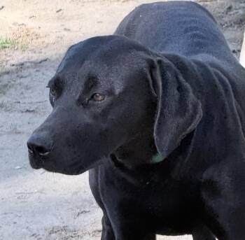 Julie -  Labrador Retriever Dog for Adoption in Olive Branch, Mississippi - Julie | PetCurious