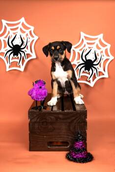843-26 -  Australian Cattle Dog Blue Heeler Dog for Adoption in Brighton, Colorado - 843-26 | PetCurious