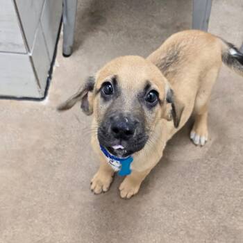 Lilo -  Mixed Breed Dog for Adoption in Chicago, Illinois - Lilo | PetCurious