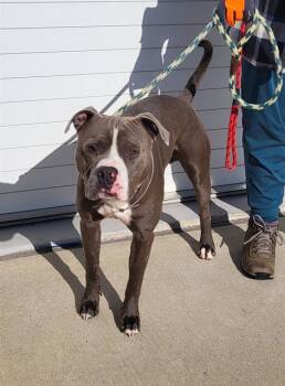 Rescue Pit Bull Terrier Dogs for Adoption in Louisville, Kentucky - COUNT CHOCULA | PetCurious