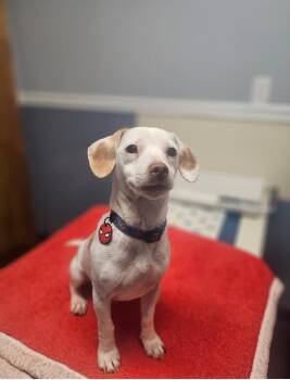 Rescue Miniature Dachshund and Chihuahua Dogs for Adoption in Lacona, New York - Bruin | PetCurious