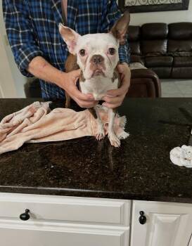 Boston Terrier Dogs Available for Adoption - Little Bit Olive - 4295 FL | PetCurious