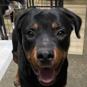 Rescue Rottweiler Dogs for Adoption in Roachdale, Indiana - Rowdy | PetCurious
