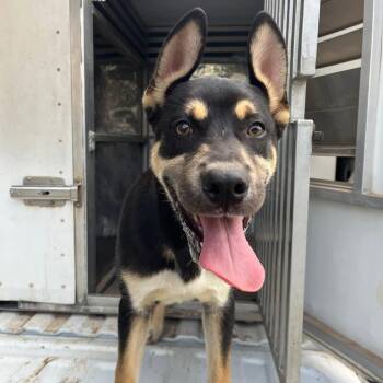 Mixed Breed Dogs Available for Adoption in Pauls Valley, Oklahoma - Cyclone | PetCurious