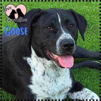 Goose -  Australian Cattle Dog Blue Heeler Dog for Adoption in Gilbert, Arizona - Goose | PetCurious