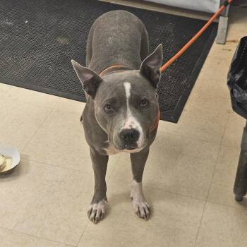 SCFL-Stray-67214 -  Mixed Breed Dog for Adoption in Lake Panasoffkee, Florida - SCFL-Stray-67214 | PetCurious