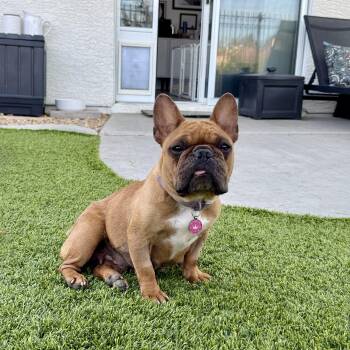 French Bulldog Dogs Available for Adoption in Las Vegas, Nevada - Snookums  | PetCurious