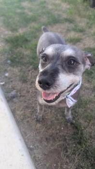 Schnauzer Dogs Available for Adoption in San Antonio, Texas - Finn  | PetCurious