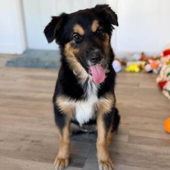 Daisy -  Australian Shepherd and Mixed Breed Dog for Adoption in Green Bay, Wisconsin - Daisy | PetCurious