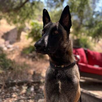 Rescue Belgian Shepherd Malinois Dogs for Adoption in San Diego, California - Poppy | PetCurious