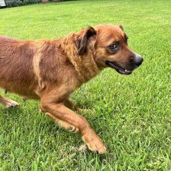 Sissy -  Mixed Breed Dog for Adoption in Denison, Texas - Sissy | PetCurious