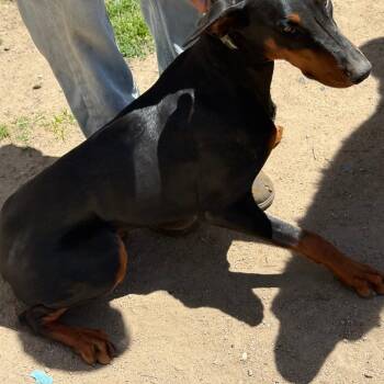 Mixed Breed Dogs Available for Adoption in Edwardsville, Illinois - Willow | PetCurious