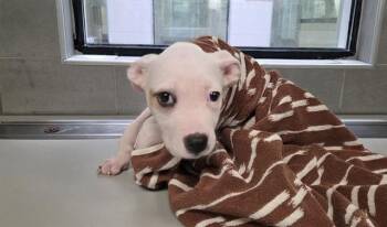 PENELOPE -  Pit Bull Terrier and Mixed Breed Dog for Adoption in Rowlett, Texas - PENELOPE | PetCurious