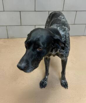 Mirabelle -  Mixed Breed Dog for Adoption in Nashville, Tennessee - Mirabelle | PetCurious