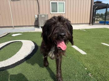 Yankee -  Poodle Dog for Adoption in Seward, Nebraska - Yankee | PetCurious